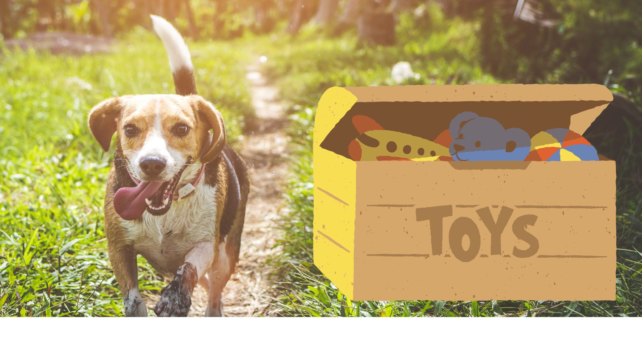 10 Amazon Pet Gifts Under $25 That’ll Make Tails Wag (1)